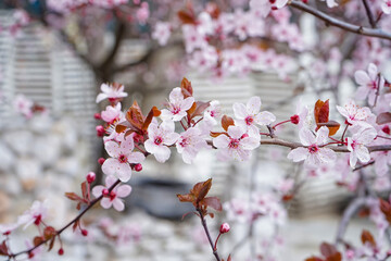 Beautiful blossoming branches on spring day