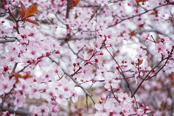 Beautiful blossoming branches on spring day