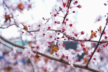 Beautiful blossoming branch on spring day