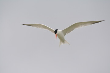 Royal Tern in flight