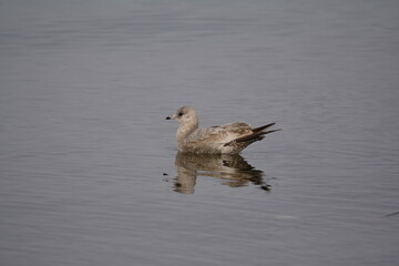 Young Short-billed Gull floating on the water, reflection