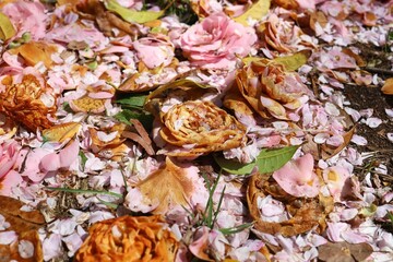 Sendai, Miyagi, Japan, April 2023.Withered pink flowers of camellia.