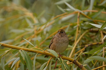Sparrow on a branch