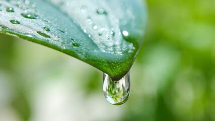 Single water droplet falling from tip of green leaf on a rainy day. Raindrop macro.