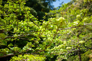 Fototapeta na wymiar Japanese green foliage 