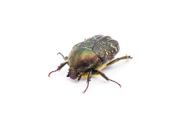 dark flower scarab - Euphoria sepulcralis Fabricius - is a common, day flying scarab beetle in Florida and much of the eastern half of the United States. isolated on white background front top view