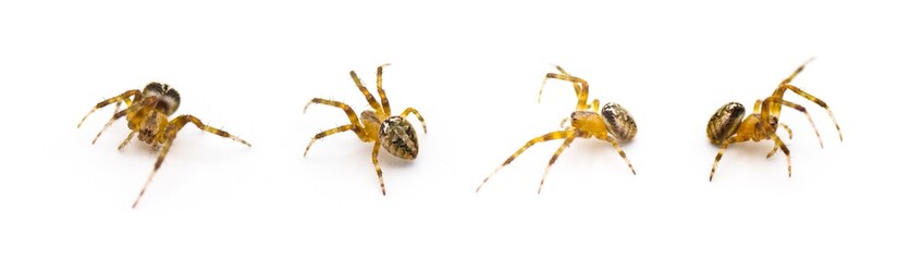 arabesque orbweaver spider - Neoscona arabesca is a common orb-weaver spider found throughout North America. Four views in motion isolated on white background