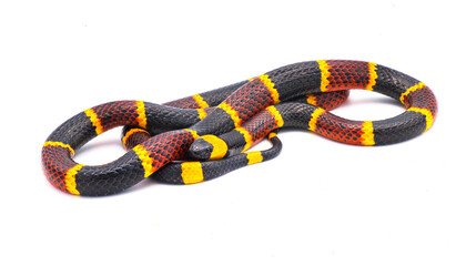 Venomous Eastern coral snake - Micrurus fulvius - close up macro of head, eyes and pattern.  Side view of whole snake with great scale detail isolated on white background