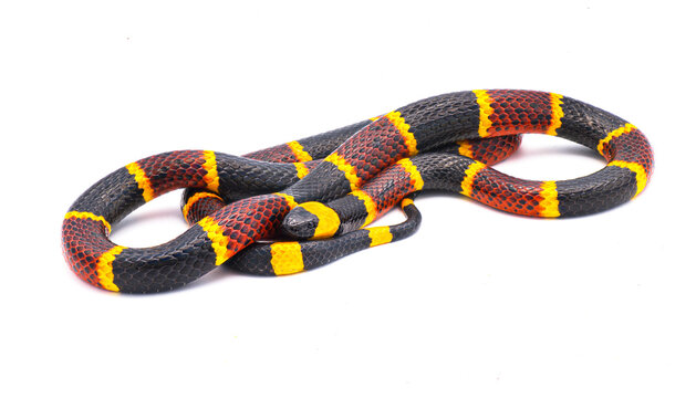 Venomous Eastern coral snake - Micrurus fulvius - close up macro of head, eyes and pattern.  Side view of whole snake with great scale detail isolated on white background