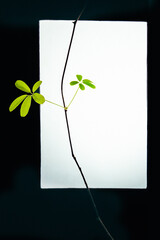 look at the window in a fine light