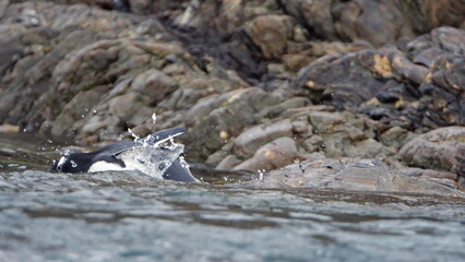 Gentoo penguin (Pygoscelis papua) entering the water at Kinnes Cove, Joinville Island, Antarctica