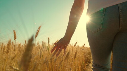 Business woman farmer walks through wheat field in sun, touching yellow ears of wheat with her...