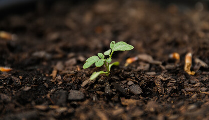 vibrant Jade and Ghost plants, symbolizing new life and growth during spring. The lush greenery represents vitality and renewal.