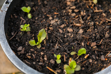 vibrant Jade and Ghost plants, symbolizing new life and growth during spring. The lush greenery represents vitality and renewal.