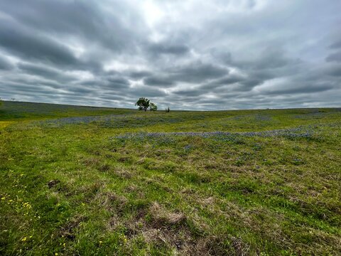 lonely trees in a field