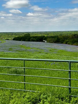 Rural bluebonnets in Texas