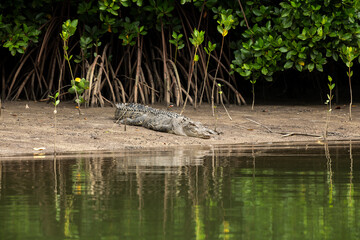 Saltwater Crocodile, Port Douglas Australia