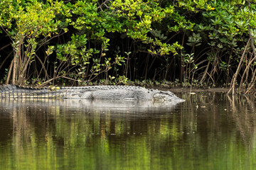 Saltwater Crocodile, Port Douglas Australia