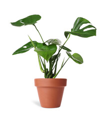 Beautiful monstera plant in terracotta pot isolated on white. House decor