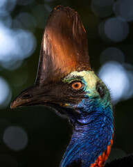 Cassowary bird on the beach, Australia