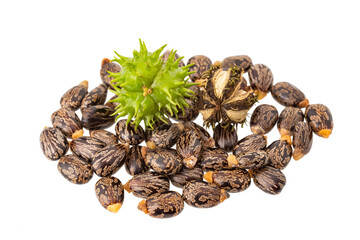 Green and sun-dried seeds of Ricinus communis