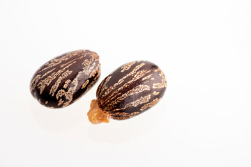 Ricinus communis - Organic castor seeds and fruits