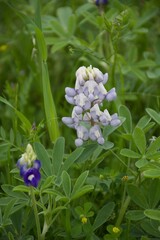 albino texas bluebonnet