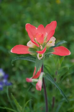 Indian Paintbrush Flower