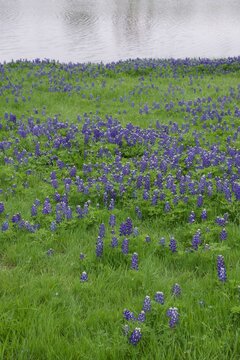 field of Texas bluebonnets in Paris, TX