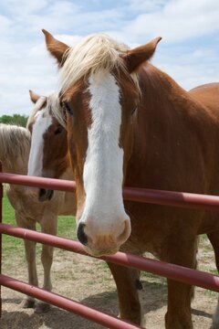 portrait of a horse