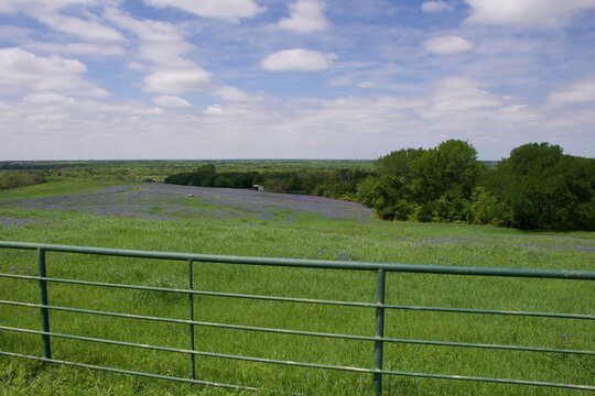 bluebonnet landscape with fence