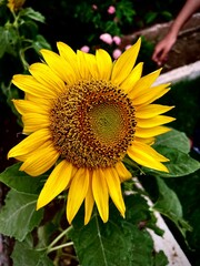 sunflower and bee