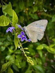 butterfly on a flower