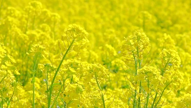 春の青空に風に揺る菜の花