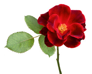 Open red rose flower and leaves isolated, close up photo