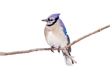 blue jay perched on a branch, cut out