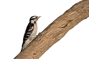 Side view of a female downy woodpecker  on a tree branch close up, cut out
