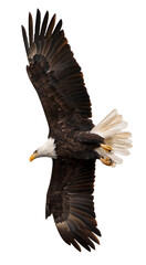 american bald eagle in flight with spread wings from below