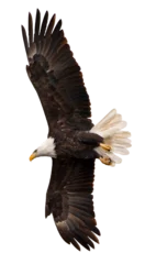 Gordijnen american bald eagle in flight with spread wings from below © Katie