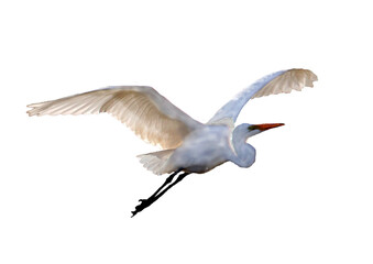 Great egret in flight isolated, cut out