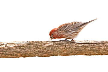 Male house finch eating on a branch, cut out photo