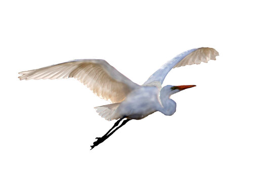 Great egret in flight isolated, cut out - Powered by Adobe