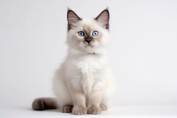 white persian kitten isolated on white