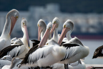 Pelicans being Pelicans