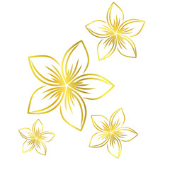 Plumeria flower line art style illustration with gold color