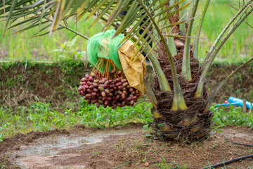 A cluster of date-palm fruits on the tree.