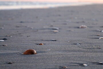 Shells on the beach with tide swept sand