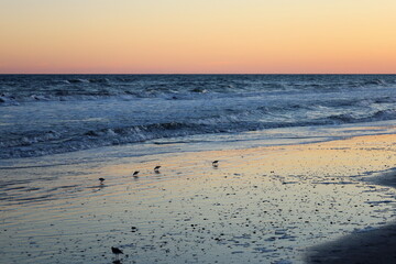 Sanderling birds on the beach at sunset