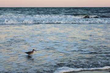 Fototapeta premium Willet bird on the beach