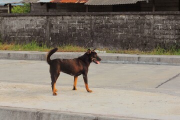 Stray dogs are on the streets. A dog that no one owns